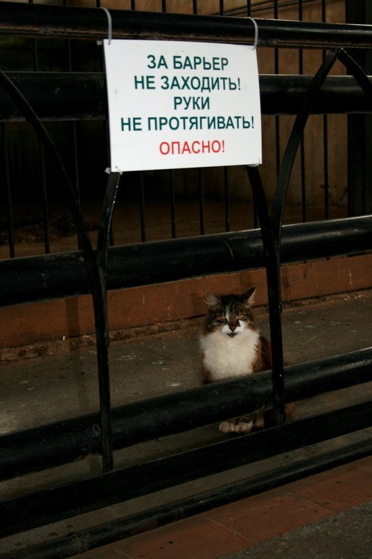 Мой кот, мои правила!