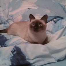 Интересные факты о сиамских кошках