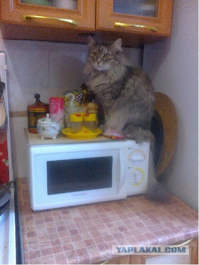 Котовторник 19.04.2016