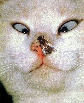 Подборка интересных и веселых картинок