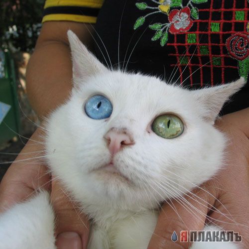 Дюжина кошаков