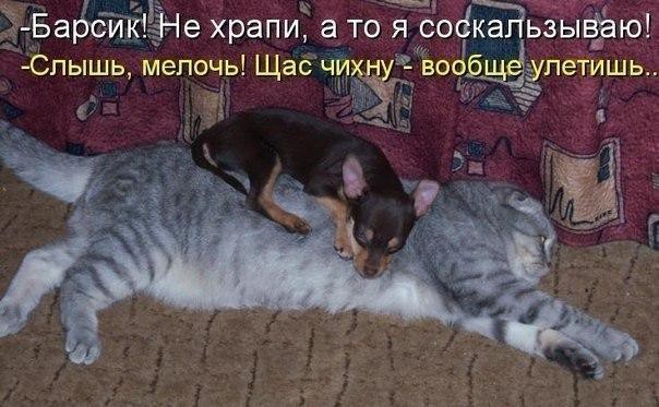 Весёлые картинки