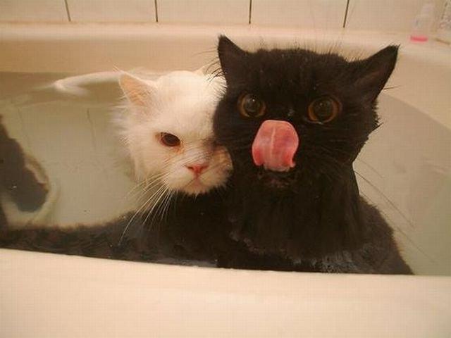Коты из сети