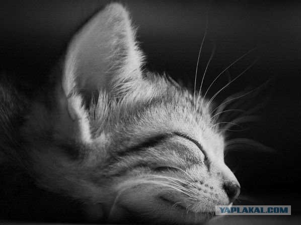 Коты на вторник на ЯПлакалъ (07.10.2008)