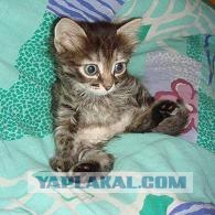Кот Кузя