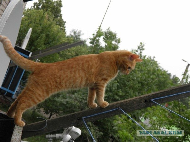 Десантный котовторник
