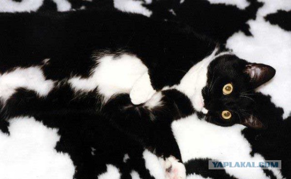 Котовторник 06.09.11