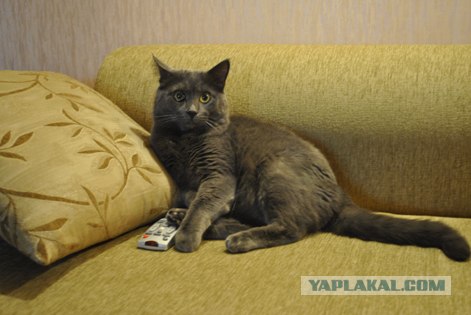 Котовторник (31.01.2012)