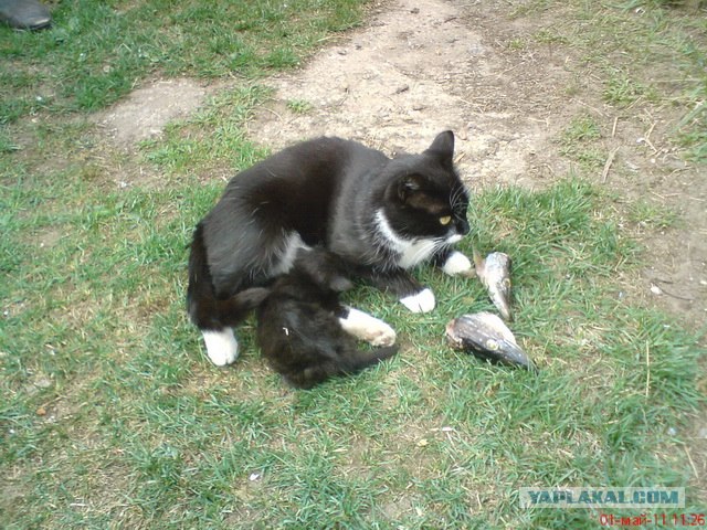 Котовторник  12. 06. 2012