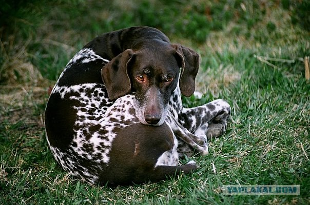 Собакочетверг