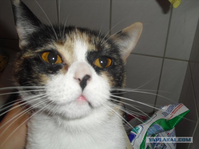 Котовторник 11.09.2012