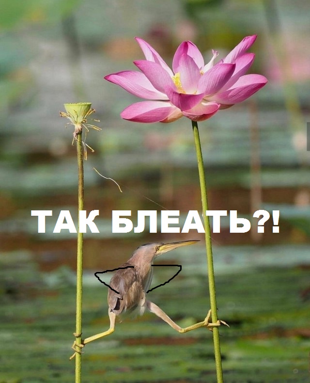 Подборка интересных и веселых картинок 05.03.19