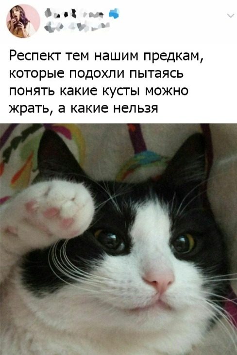 Многокартинок