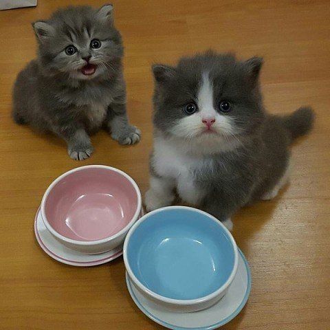 Забавные фото котеек