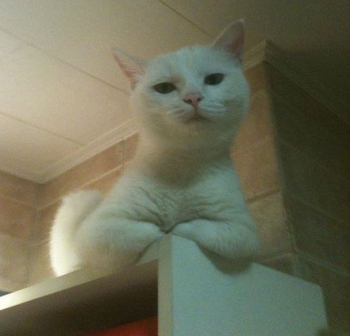 Забавные фото котеек
