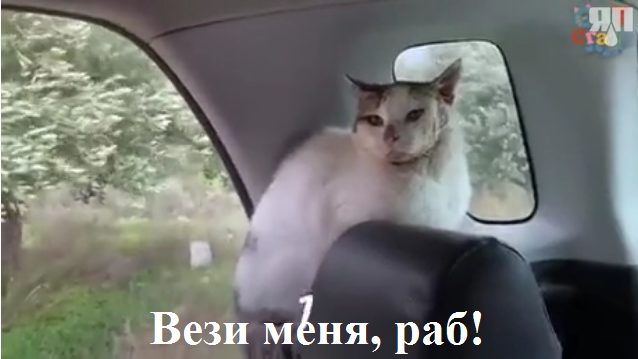 Человек подобрал кота, застрявшего в консервной банке