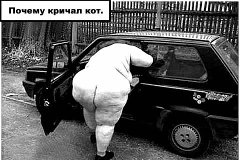 Фотожаба: Кот