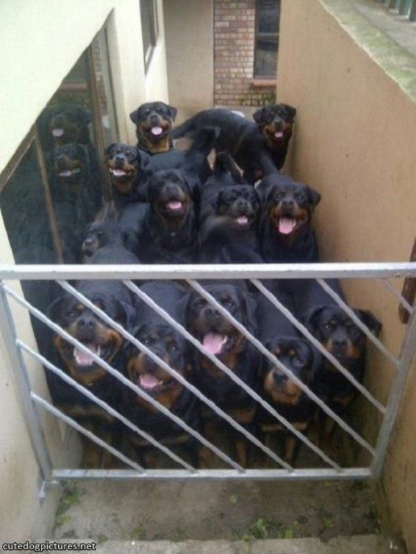 Эти забавные животные