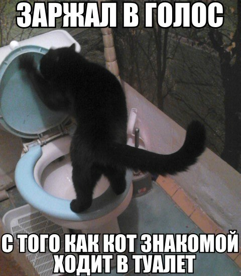Смешные коты 25.08.20