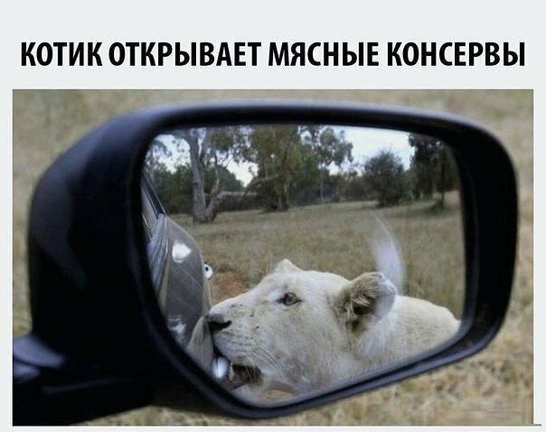 Фотки и картинки: юморные и красивые, забавные и милые 20.09.20