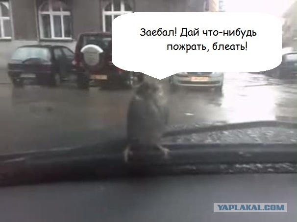 Стойкий воробей