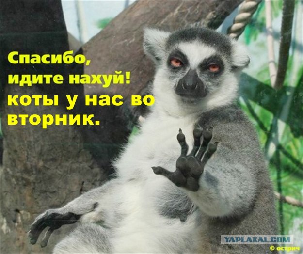 Котэ и рок едины