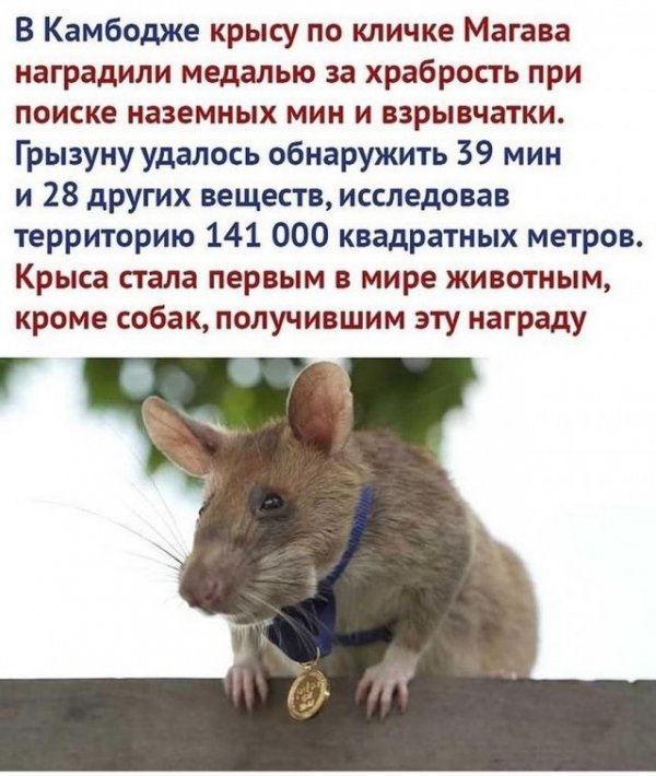 Прикольные и просто красивые картинки 01.06.2021