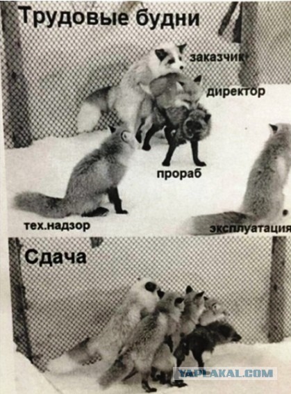Тест, психологический