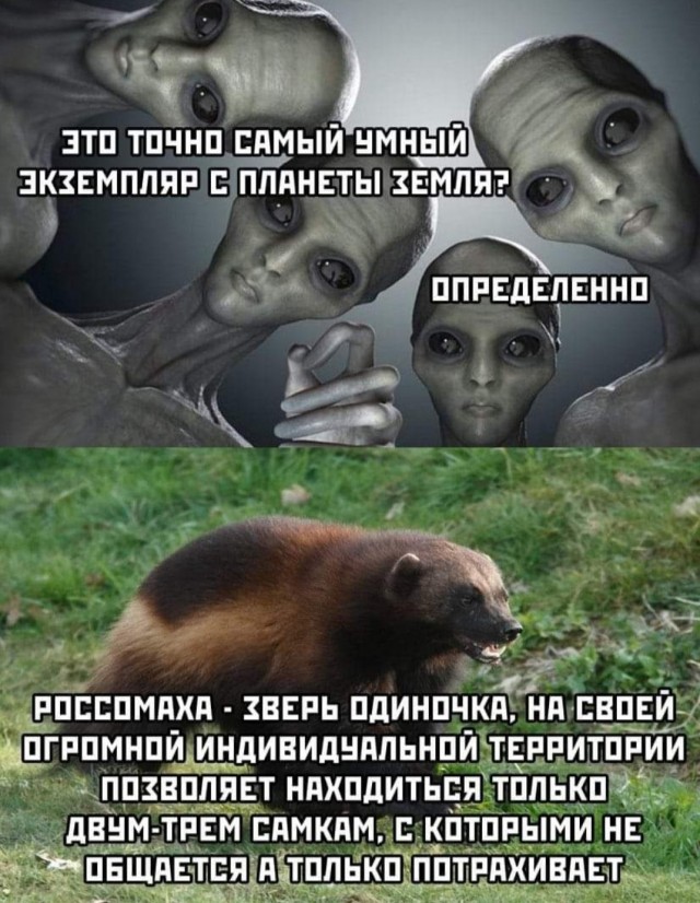 Боян на Бояне...