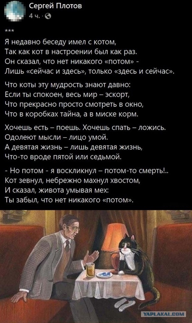 Плохие новости: умер кот Ося из музея Анны Ахматовой в Петербурге