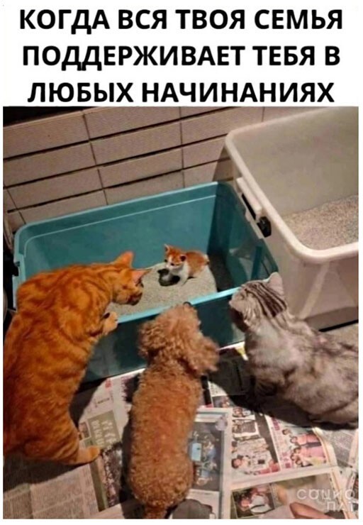 Баянисто-небаянистый юмор 21.02.22