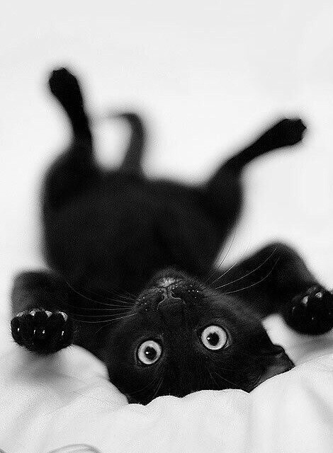 Коты и физика