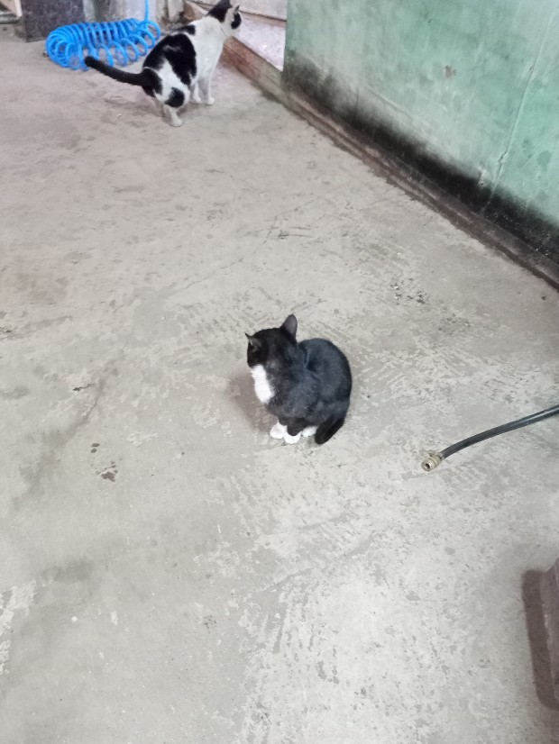 Котобанда Милахи продолжает отжимать шиномонтаж!