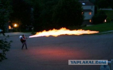 Тарантул VS Черная вдова