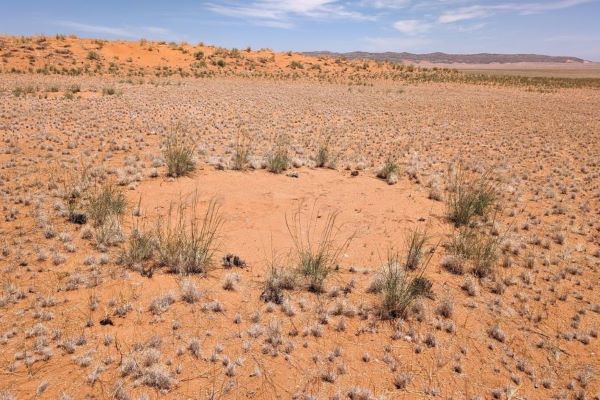 Ученые выяснили, что загадочные круги в Намибии - это следствие умирающих от жажды растений