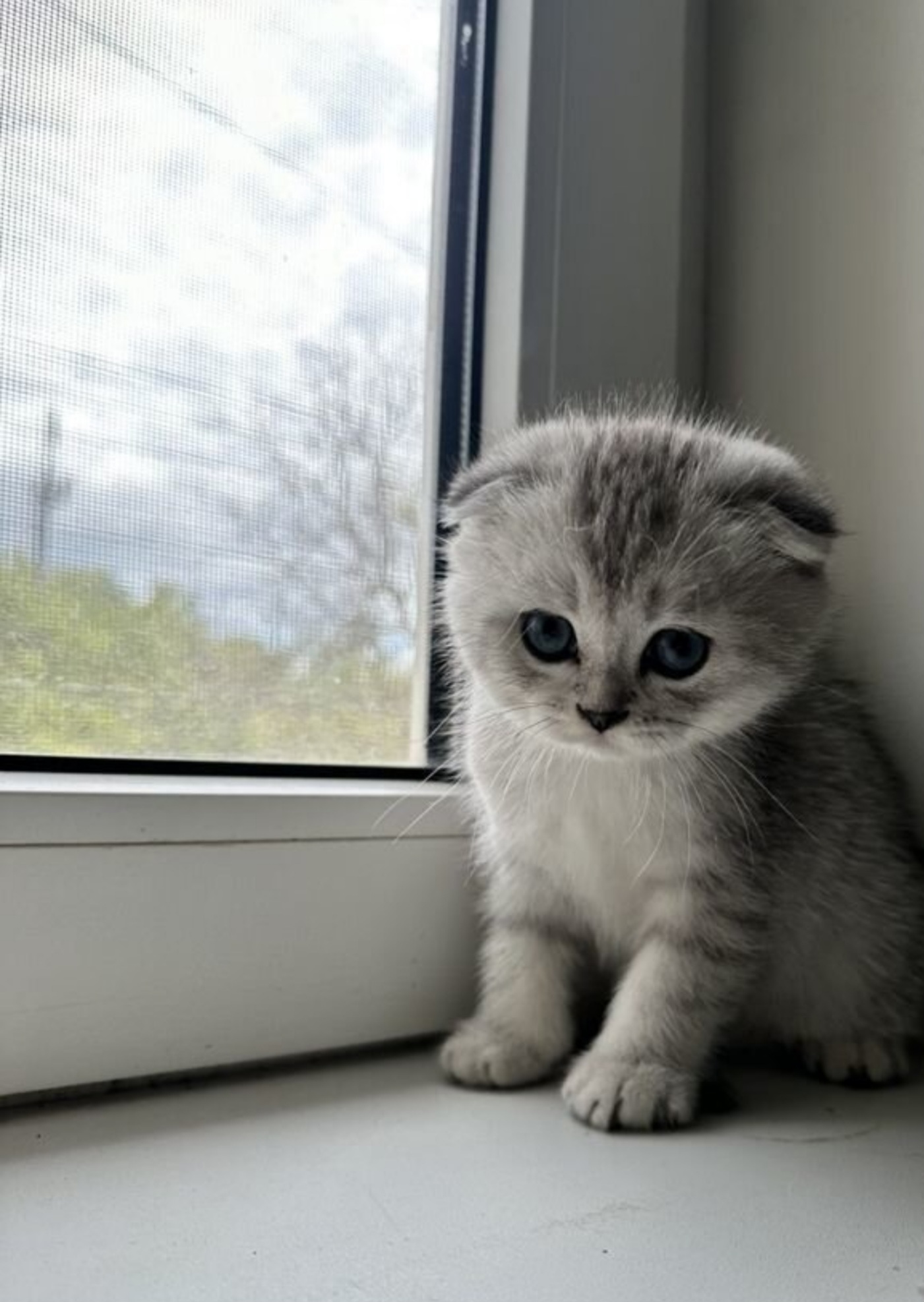 Совпало с котовторником.