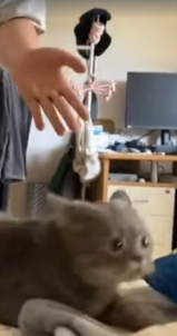 Коты не всегда на лапы