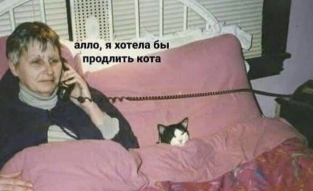 Спящих котеек тред