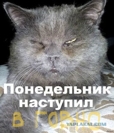 Пусть понедельник не будет столь тяжелым