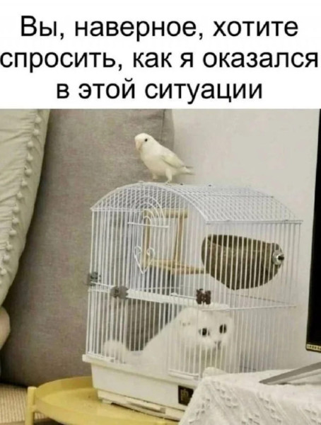 Картинки для деградации 93 (разной степени свежести)