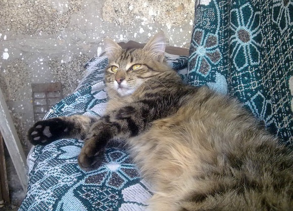 Котовторник 6.05.2014