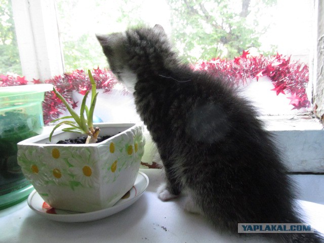 Котовторник 24.06.2014