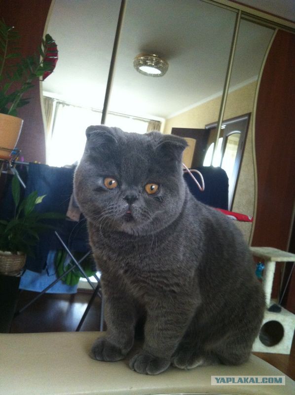 Кот нашей мечты