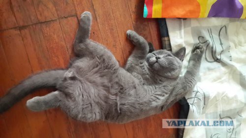 Котовторник 05.08.2014