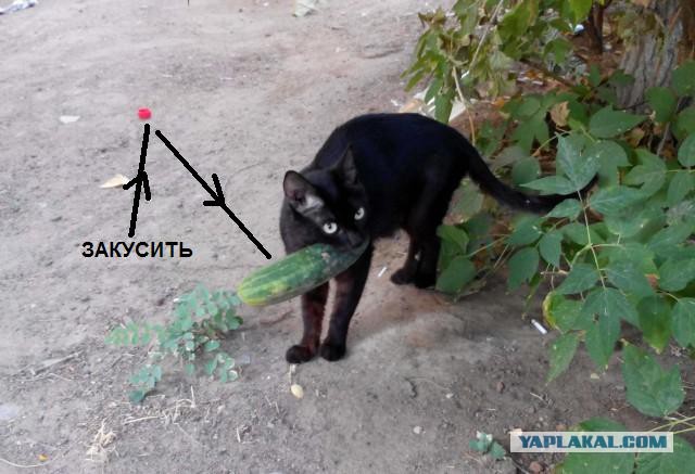 Удачный день у Котэйки.