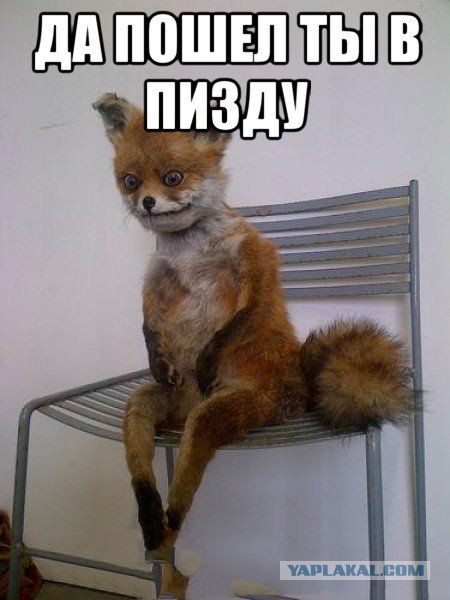 Популярные мемы на ЯПе