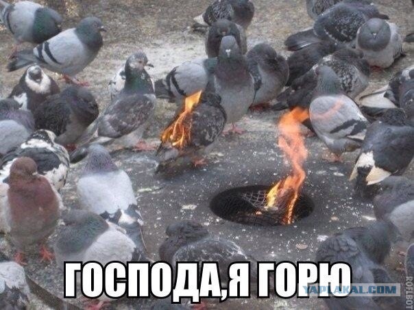 Свежие картинки из сети
