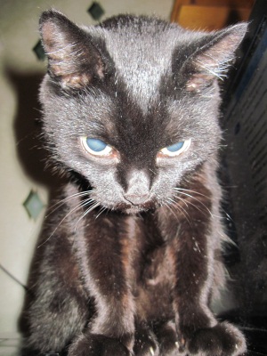 По моему он что-то замышляет и уже давно...