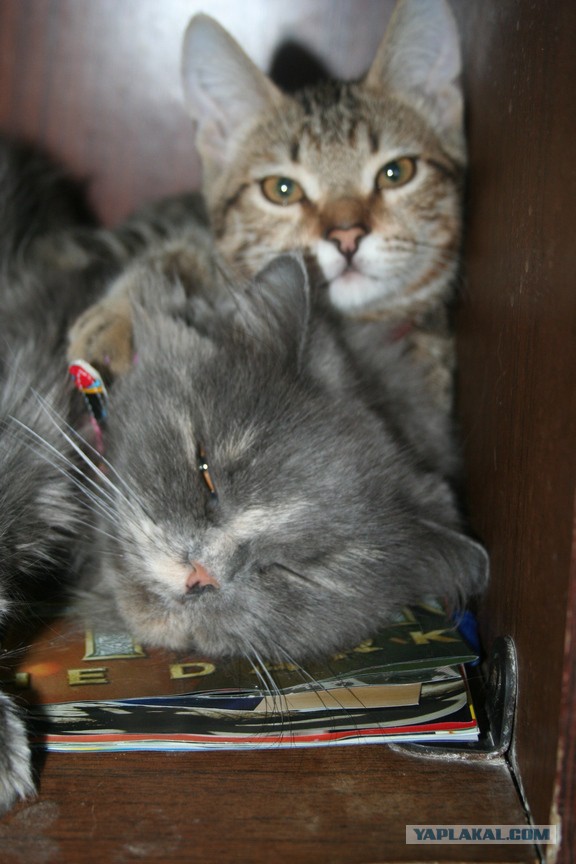 Котовторник