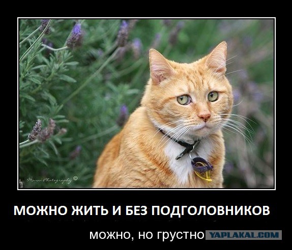Как я машину без подголовников купил)